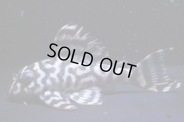 画像7: スーパーメガ出現血統・オマケバージョンII・L236×ワイルドL333・雄1雌2のトリオ (7)