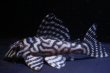 画像2: 夏祭り特価・飼い込み個体・MIブリード・オマケバージョンIII・III・F１・7.7ｃｍ (2)