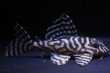 画像1: 夏祭り特価・飼い込み個体・MIブリード・オマケバージョンIII・III・F１・7.7ｃｍ (1)