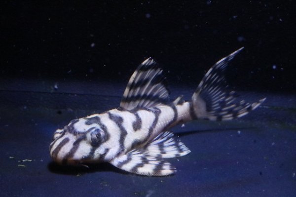 画像5: ハロウィン特価N&Nブリード・N2(オマケバージョンIIF2)2025.08・6.0cmNo3 (5)