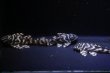 画像6: 夏祭り特価・L340・オリノコリアルメガクラウンF３・4.7〜5.5ｃｍ３匹セット (6)