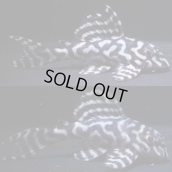 画像1: 和ブリード・ペアセット・JUN×第一エースの子・Ｆ１・2025.08・雄8.0ｃｍ雌7.5ｃｍNo2 (1)