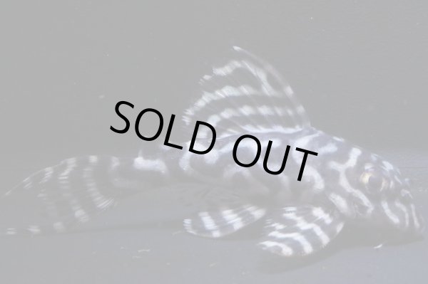 画像5: 和ブリード・ペアセット・JUN×第一エースの子・Ｆ１・2025.08・雄8.0ｃｍ雌7.5ｃｍNo2 (5)