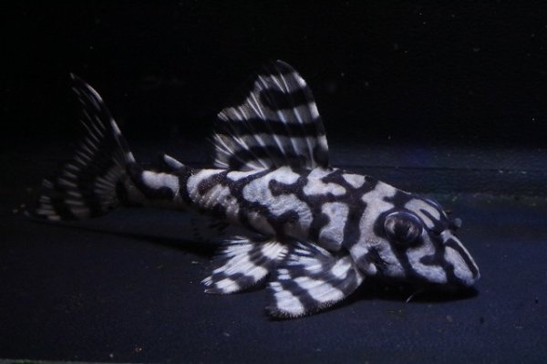 画像3: ハロウィン特価peaceブリード・peaceスぺシャル7.2ｃｍＮｏ2・リアルメガクラウンゼブラ (3)