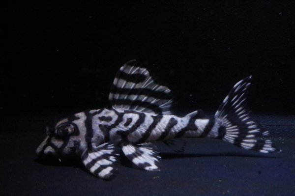 画像4: ハロウィン特価peaceブリード・peaceスぺシャル7.2ｃｍＮｏ2・リアルメガクラウンゼブラ (4)