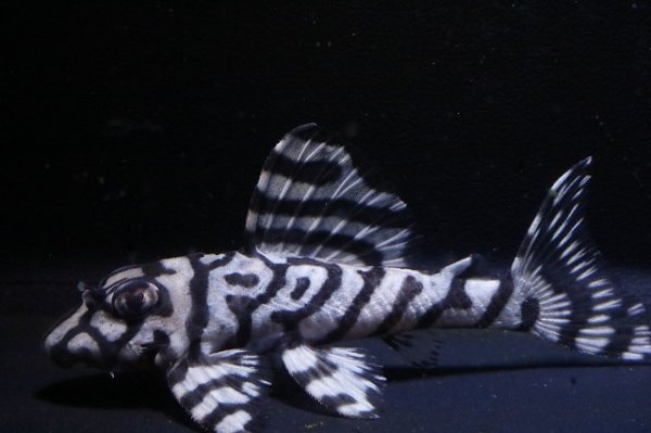 画像2: ハロウィン特価peaceブリード・peaceスぺシャル7.2ｃｍＮｏ2・リアルメガクラウンゼブラ (2)