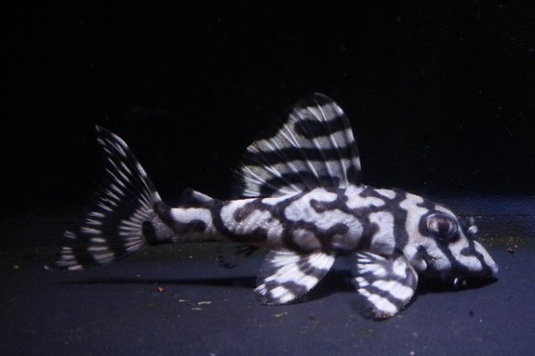 画像1: ハロウィン特価peaceブリード・peaceスぺシャル7.2ｃｍＮｏ2・リアルメガクラウンゼブラ (1)