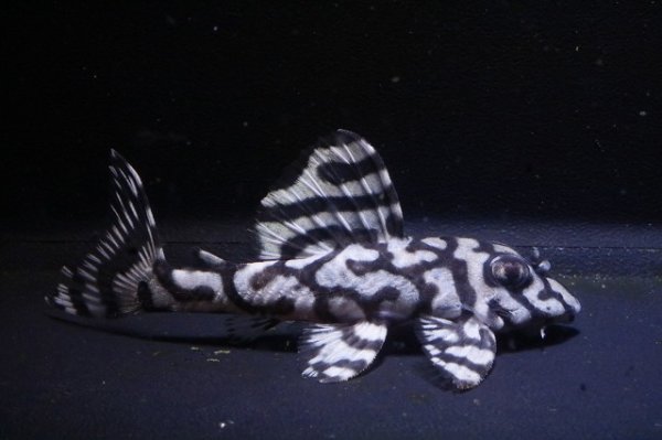 画像5: ハロウィン特価peaceブリード・peaceスぺシャル7.2ｃｍＮｏ2・リアルメガクラウンゼブラ (5)