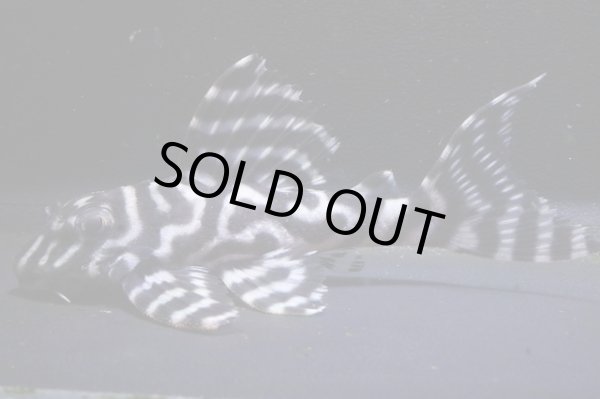 画像2: 和ブリード・JUN×第一エースの子・Ｆ１・2025.09・7.5cmNo2 (2)