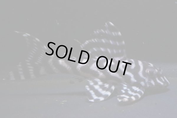 画像1: 和ブリード・JUN×第一エースの子・Ｆ１・2025.09・7.5cmNo2 (1)