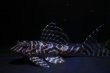 画像2: ラピッシュブリード・ワイルドL333・F１・2025.09/9.0ｃｍNo2 (2)