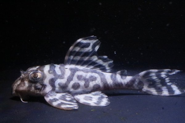 画像6: ハロウィン特価オマケバージョンIII・F１×オマケバージョンV・F1・2025.09/雄8.0ｃｍ雌7.5ｃｍのペア (6)