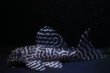 画像2: ラピッシュブリード・ワイルドL333・F１・2025.09/8.2ｃｍNo4 (2)