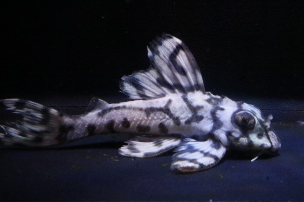 画像2: ハロウィン特価オマケバージョンIII・F１×オマケバージョンV・F1・2025.09/雄8.0ｃｍ雌7.5ｃｍのペア (2)