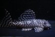 画像1: ラピッシュブリード・ワイルドL333・F１・2025.09/8.2ｃｍNo4 (1)