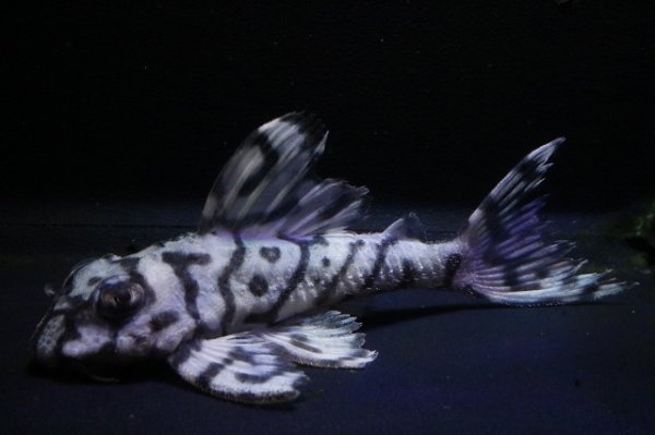 画像3: ハロウィン特価オマケバージョンIII・F１×オマケバージョンV・F1・2025.09/雄8.0ｃｍ雌7.5ｃｍのペア (3)