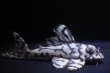 画像4: オマケバージョンIII・F１×オマケバージョンV・F1・2025.09/雄8.0ｃｍ雌7.5ｃｍのペア (4)