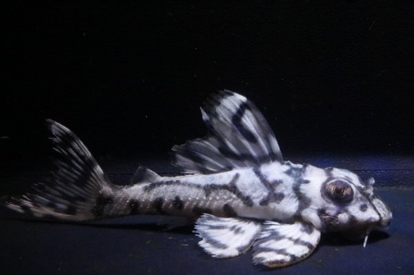 画像4: ハロウィン特価オマケバージョンIII・F１×オマケバージョンV・F1・2025.09/雄8.0ｃｍ雌7.5ｃｍのペア (4)