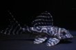 画像1: ラピッシュブリード・ワイルドL333・F１・2025.09/7.8ｃｍNo1 (1)