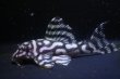 画像1: サンミーブリード・N&Nブリード×しおかのブリード・2025.09/7.2ｃｍNo1 (1)
