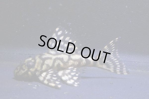 画像2: L340・オリノコリアルメガクラウンF３・2025.09/5.0ｃｍＮｏ4 (2)