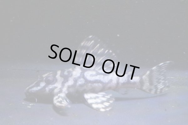 画像2: 和ブリード・L340オマケオリノコリアルメガクラウンF３・2025.09/6.2ｃｍＮｏ１ (2)