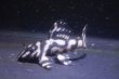 画像2: 和ブリード・L340オマケオリノコリアルメガクラウンF３・2025.09/5.0ｃｍＮｏ5 (2)