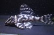 画像2: 和ブリード・L340オマケオリノコリアルメガクラウンF３・2025.09/雄6.5ｃｍ雌6.0ｃｍ (2)