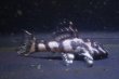 画像1: 和ブリード・L340オマケオリノコリアルメガクラウンF３・2025.09/5.0ｃｍＮｏ5 (1)