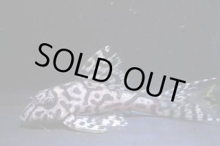 大ちゃん - アクアショップリメイク