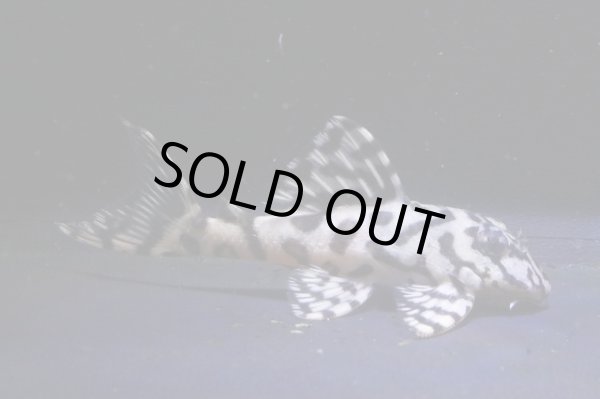 画像2: 鳴り砂ブリード・スーパーメガクラウンゼブラ2025.10・6.7ｃｍNo3 (2)