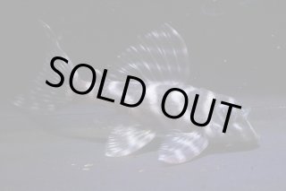 大ちゃん - アクアショップリメイク