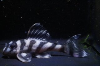 大ちゃん 大ちゃん - アクアショップリメイク