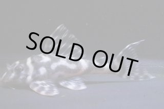 大ちゃん - アクアショップリメイク