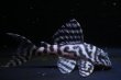 画像5: Fin第一エースの子・第２系統×オマケバージョンII・II・2025.10/２匹セット (5)