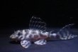 画像1: 大ちゃんブリードFin第一エースの子・第２系統×ワイルドL333・F１・2025.10/6.7ｃｍＮｏ5 (1)