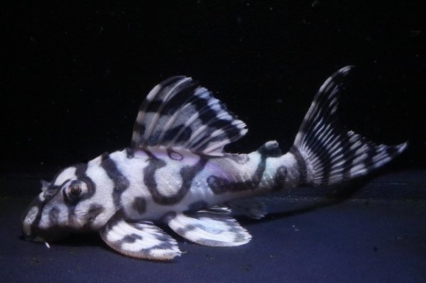 画像2: ハロウィン特価Yasuブリード・オマケバージョンV・F2・2025.10・9.2cmNo11リアルメガクラウンゼブラ (2)