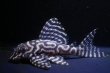 画像1: チラリズムブリード・♂オマケVer3B・Ver3×♀ホワイトロイヤルVer3・2025.10/9.0ｃｍ (1)