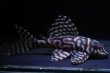 画像2: チラリズムブリード・♂オマケVer3B・Ver3×♀ホワイトロイヤルVer3・2025.10/9.0ｃｍ (2)