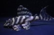 画像1: Fin第一エースの子・第２系統×オマケバージョンII・II・2025.10/7.0ｃｍNo4 (1)
