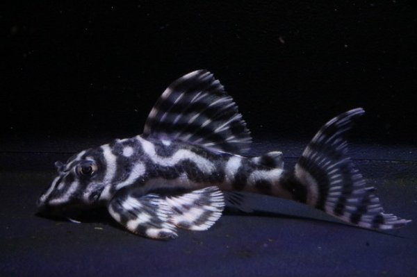 画像2: Fin第一エースの子・第２系統×オマケバージョンII・II・2025.10/6.7ｃｍNo1 (2)