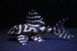 画像1: サンミーブリード・オマケVerIsp・V×Ver１・１ｓｐ・2025.10/7.0ｃｍＮｏ3 (1)