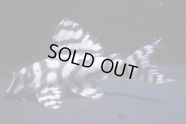 画像1: ハロウィン特価サンミーブリード・オマケVerIsp・V×Ver１・１ｓｐ・2025.10/7.0ｃｍＮｏ4 (1)