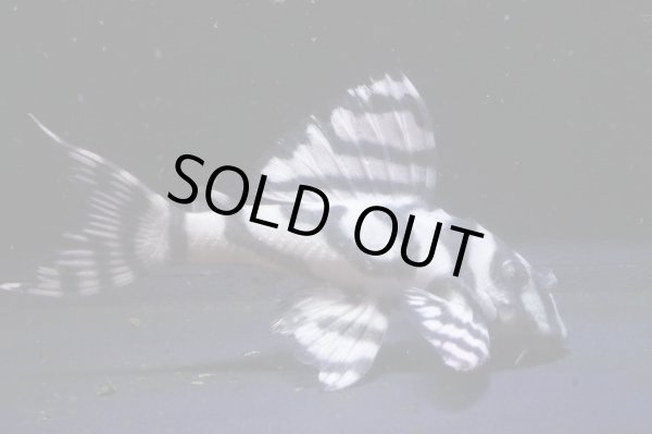 画像2: ハロウィン特価サンミーブリード・オマケVerIsp・V×Ver１・１ｓｐ・2025.10/7.0ｃｍＮｏ4 (2)