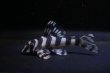 画像2: ハイセンスブリード:クィーンインペリアルタイガータバジョス・2025.10/4.7cmNo4 (2)