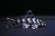 画像1: ハイセンスブリード:クィーンインペリアルタイガータバジョス・2025.10/4.7cmNo4 (1)