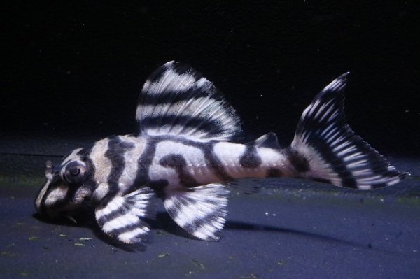 画像1: ハロウィン特価・ラピッシュブリード・ワイルドL333×Gstye（JUN・ハッピーイエロー）6.0ｃｍ (1)