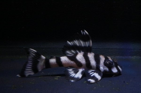 画像1: ハロウィン特価・G３ブリード・N&Nブリード×しおかのブリード4.7ｃｍリアルメガクラウンゼブラ (1)