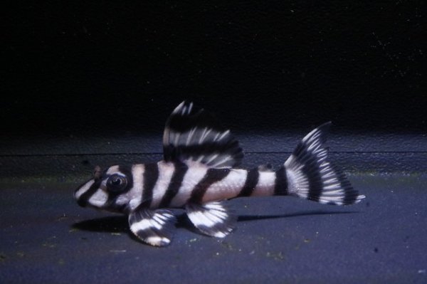 画像2: ハロウィン特価・G３ブリード・N&Nブリード×しおかのブリード4.7ｃｍリアルメガクラウンゼブラ (2)