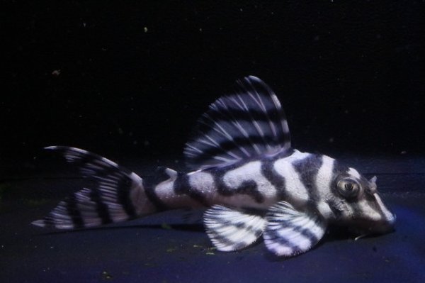 画像2: ハロウィン特価ハクナマタタブリード・オマケバージョンVＦ１×アクアズ俺一7.0ｃｍ (2)